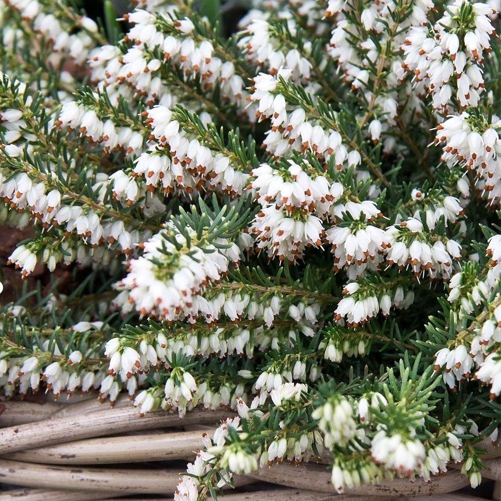 Erica carnea f. alba 'Snow White'